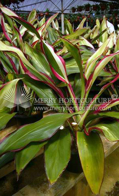 Cordyline spp 2